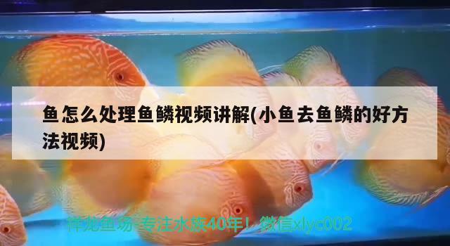 魚(yú)怎么處理魚(yú)鱗視頻講解(小魚(yú)去魚(yú)鱗的好方法視頻) 祥龍進(jìn)口元寶鳳凰魚(yú)