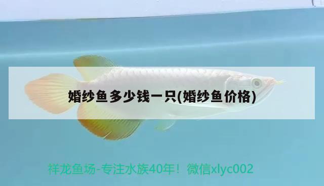 婚紗魚多少錢一只(婚紗魚價格) 養(yǎng)魚知識