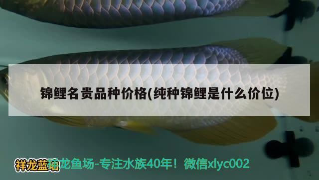 錦鯉名貴品種價格(純種錦鯉是什么價位) 龍魚芯片掃碼器