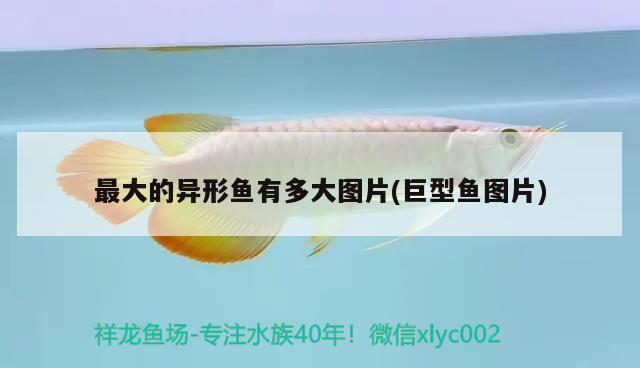 最大的異形魚有多大圖片(巨型魚圖片) 白子關(guān)刀魚苗