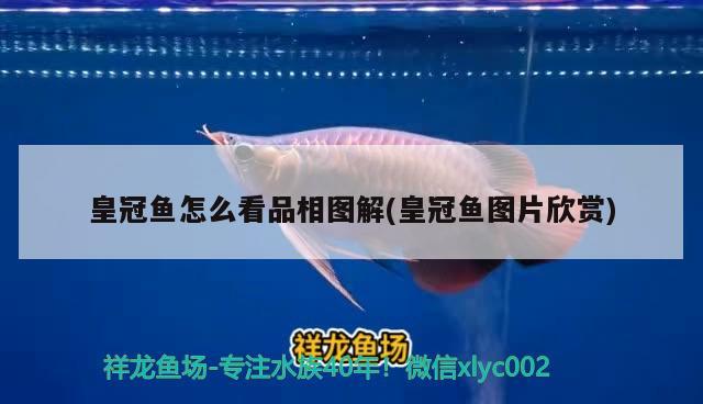 皇冠魚怎么看品相圖解(皇冠魚圖片欣賞)