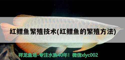 紅鯉魚繁殖技術(shù)(紅鯉魚的繁殖方法) 白子紅龍魚