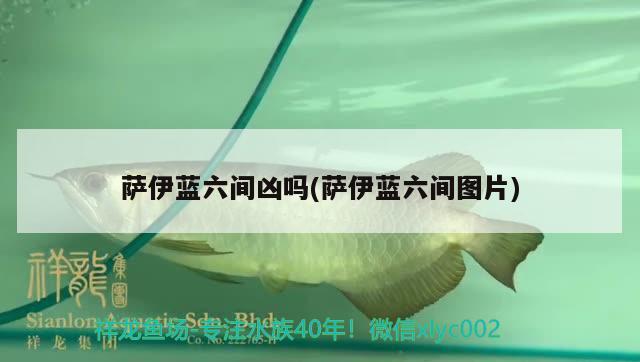 薩伊藍(lán)六間兇嗎(薩伊藍(lán)六間圖片) 薩伊藍(lán)魚