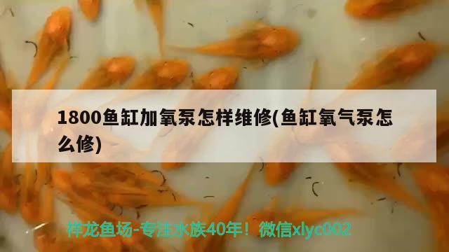 1800魚缸加氧泵怎樣維修(魚缸氧氣泵怎么修) 觀賞魚飼料