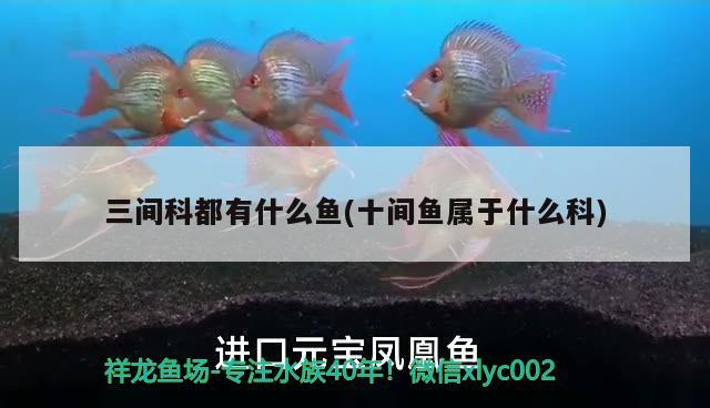 三間科都有什么魚(十間魚屬于什么科) 蘇虎苗（蘇門答臘虎魚苗）