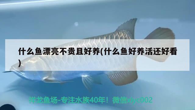 什么魚漂亮不貴且好養(yǎng)(什么魚好養(yǎng)活還好看) 觀賞魚批發(fā)