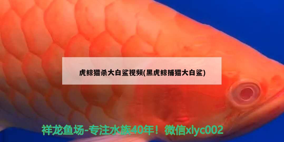 虎鯨獵殺大白鯊視頻(黑虎鯨捕獵大白鯊) 金三間魚