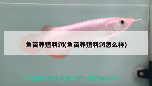 魚苗養(yǎng)殖利潤(魚苗養(yǎng)殖利潤怎么樣) 非洲金鼓魚