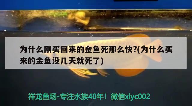 為什么剛買回來的金魚死那么快？(為什么買來的金魚沒幾天就死了) 紅老虎魚