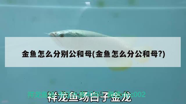 金魚怎么分別公和母(金魚怎么分公和母？) 玫瑰銀版魚