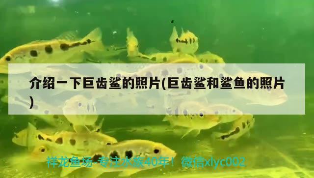 介紹一下巨齒鯊的照片(巨齒鯊和鯊魚(yú)的照片) 大白鯊魚(yú)