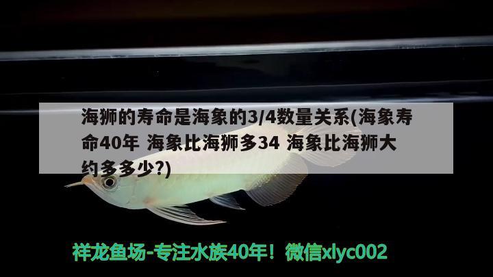 海獅的壽命是海象的34數(shù)量關(guān)系(海象壽命40年 海象比海獅多34 海象比海獅大約多多少？) 觀賞魚(yú)市場(chǎng)