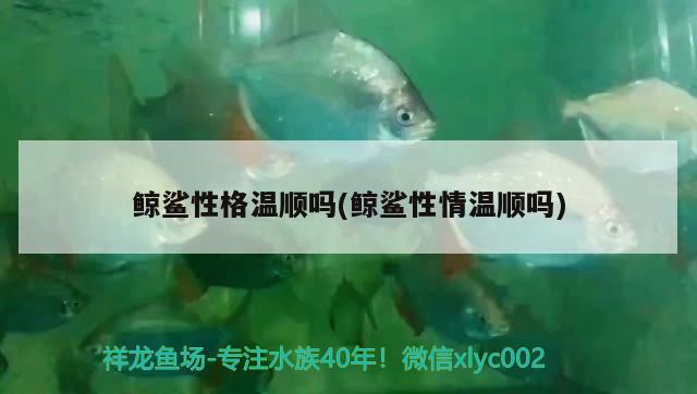 鯨鯊性格溫順嗎(鯨鯊性情溫順嗎) 銀河星鉆魚