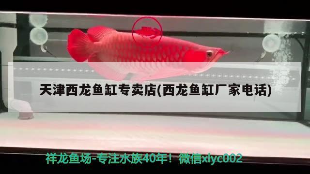 天津西龍魚缸專賣店(西龍魚缸廠家電話) 羅漢魚批發(fā)