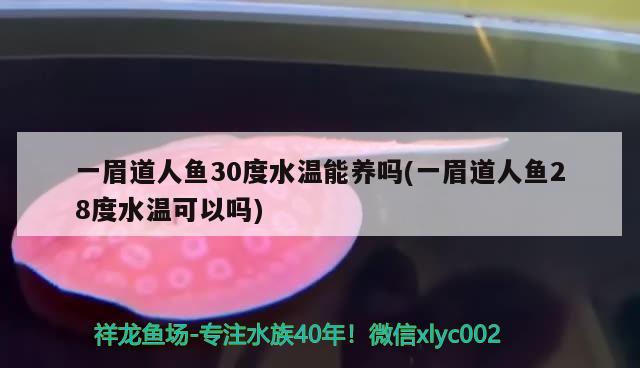 一眉道人魚30度水溫能養(yǎng)嗎(一眉道人魚28度水溫可以嗎) 一眉道人魚