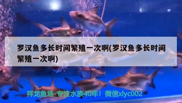 羅漢魚(yú)多長(zhǎng)時(shí)間繁殖一次啊(羅漢魚(yú)多長(zhǎng)時(shí)間繁殖一次啊)