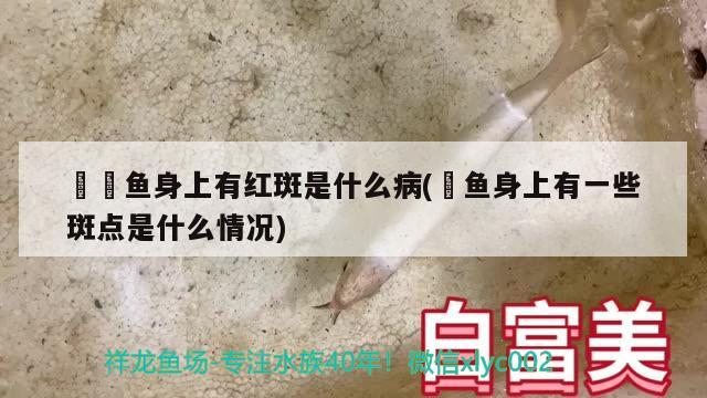 鳑鲏魚身上有紅斑是什么病(鮰魚身上有一些斑點(diǎn)是什么情況) 斑馬鴨嘴魚苗