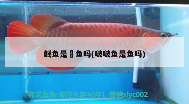 鰩魚是魟魚嗎(啵啵魚是魚嗎) 福魟魟魚