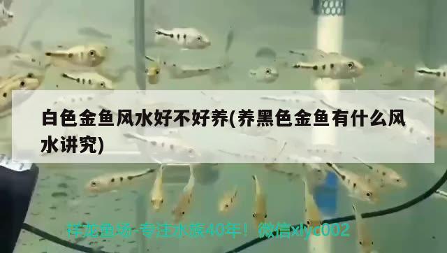 白色金魚風(fēng)水好不好養(yǎng)(養(yǎng)黑色金魚有什么風(fēng)水講究) 魚缸風(fēng)水