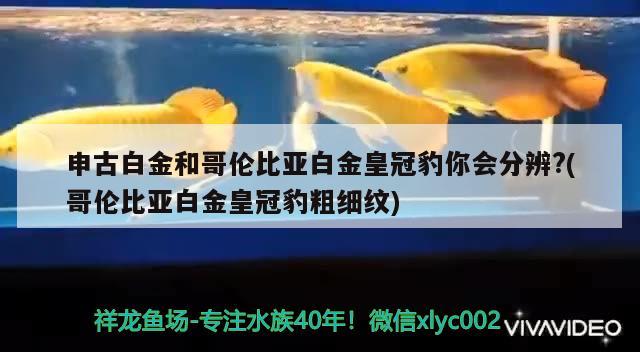 申古白金和哥倫比亞白金皇冠豹你會(huì)分辨？(哥倫比亞白金皇冠豹粗細(xì)紋) 細(xì)線銀板魚苗