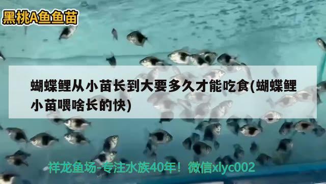 蝴蝶鯉從小苗長到大要多久才能吃食(蝴蝶鯉小苗喂啥長的快) 蝴蝶鯉