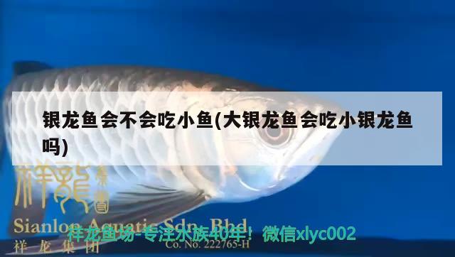 銀龍魚會不會吃小魚(大銀龍魚會吃小銀龍魚嗎) 銀龍魚百科