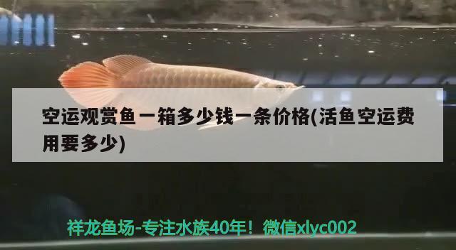 空運(yùn)觀賞魚一箱多少錢一條價格(活魚空運(yùn)費(fèi)用要多少) 紅老虎魚