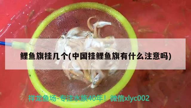 鯉魚旗掛幾個(中國掛鯉魚旗有什么注意嗎) 虎魚百科