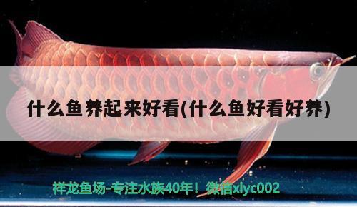 什么魚養(yǎng)起來好看(什么魚好看好養(yǎng)) 皇冠黑白魟魚