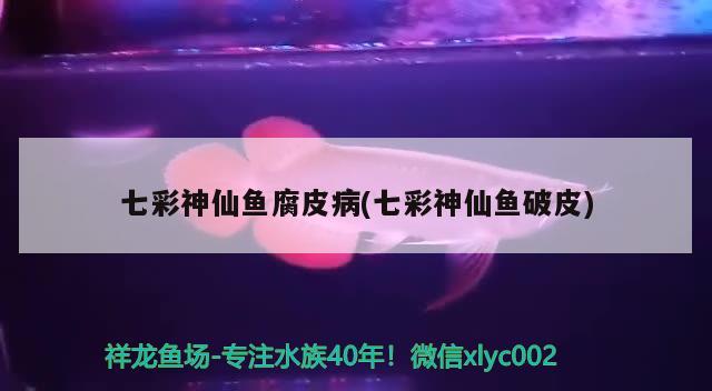 七彩神仙魚(yú)腐皮病(七彩神仙魚(yú)破皮) 七彩神仙魚(yú)