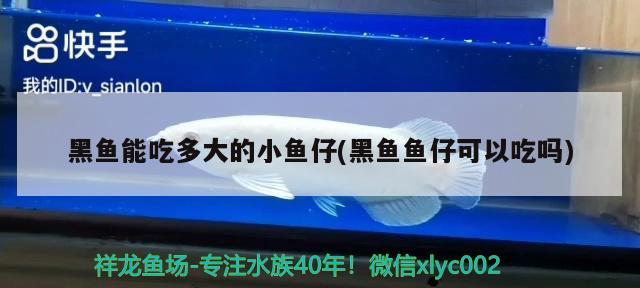 黑魚能吃多大的小魚仔(黑魚魚仔可以吃嗎) 硝化細(xì)菌