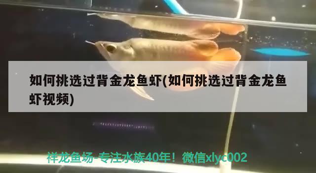 如何挑選過背金龍魚蝦(如何挑選過背金龍魚蝦視頻)