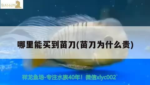 哪里能買到苗刀(苗刀為什么貴) 星點金龍魚