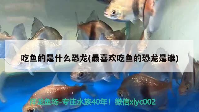 吃魚的是什么恐龍(最喜歡吃魚的恐龍是誰) 申古銀版魚