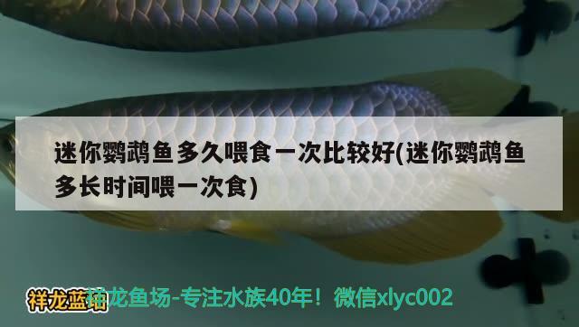 迷你鸚鵡魚多久喂食一次比較好(迷你鸚鵡魚多長(zhǎng)時(shí)間喂一次食)