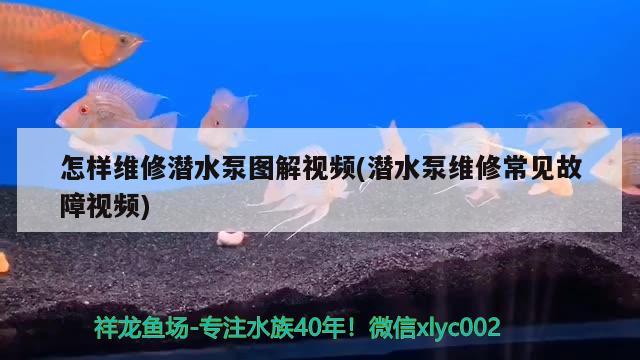 怎樣維修潛水泵圖解視頻(潛水泵維修常見故障視頻) 斯維尼關刀魚