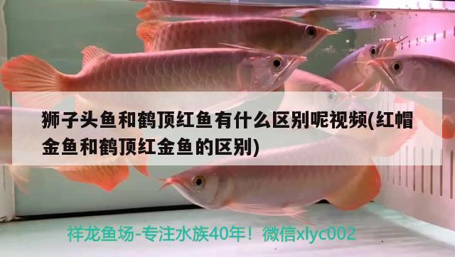 獅子頭魚和鶴頂紅魚有什么區(qū)別呢視頻(紅帽金魚和鶴頂紅金魚的區(qū)別) 新加坡號半紅龍魚（練手級紅龍魚）