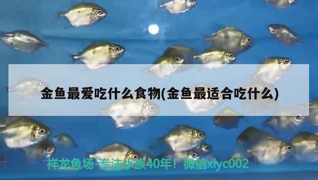 金魚最愛吃什么食物(金魚最適合吃什么) 泰龐海蓮魚