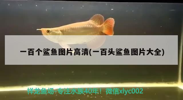 一百個(gè)鯊魚(yú)圖片高清(一百頭鯊魚(yú)圖片大全) 狗仔招財(cái)貓魚(yú)