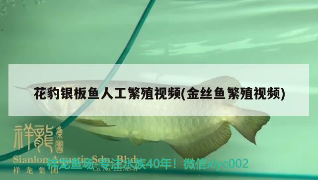 花豹銀板魚人工繁殖視頻(金絲魚繁殖視頻) 進口元寶鳳凰魚