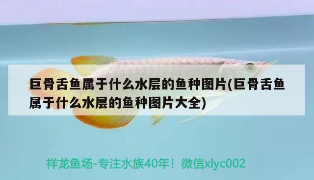 巨骨舌魚屬于什么水層的魚種圖片(巨骨舌魚屬于什么水層的魚種圖片大全) 巨骨舌魚 第1張