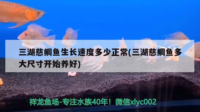 三湖慈鯛魚生長(zhǎng)速度多少正常(三湖慈鯛魚多大尺寸開始養(yǎng)好)