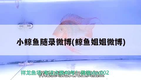 小鯨魚隨錄微博(鯨魚姐姐微博) 觀賞魚飼料