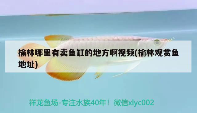 榆林哪里有賣魚缸的地方啊視頻(榆林觀賞魚地址)