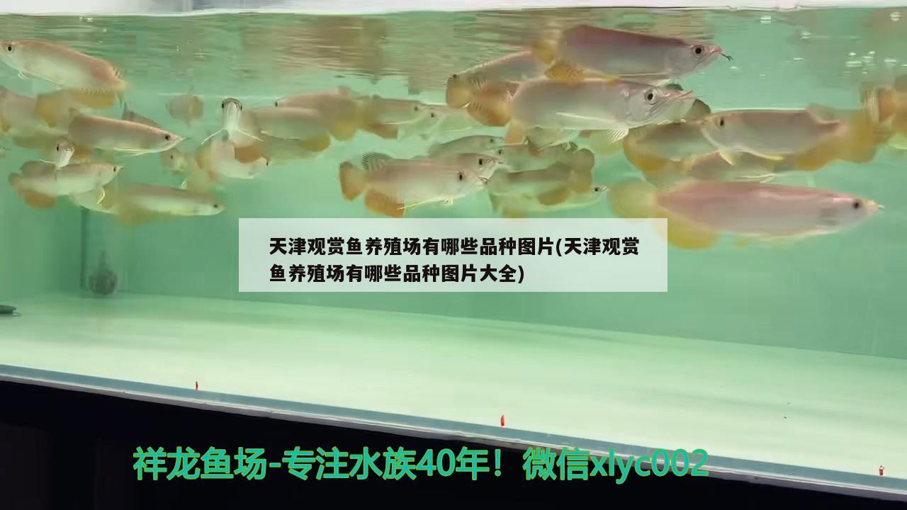 天津觀賞魚養(yǎng)殖場有哪些品種圖片(天津觀賞魚養(yǎng)殖場有哪些品種圖片大全) 紅魔王銀版魚