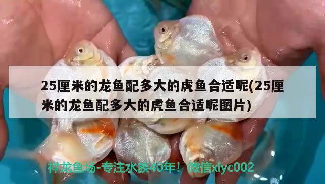 25厘米的龍魚配多大的虎魚合適呢(25厘米的龍魚配多大的虎魚合適呢圖片) 虎魚百科