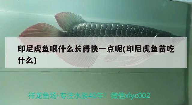 印尼虎魚喂什么長得快一點呢(印尼虎魚苗吃什么) 虎魚百科