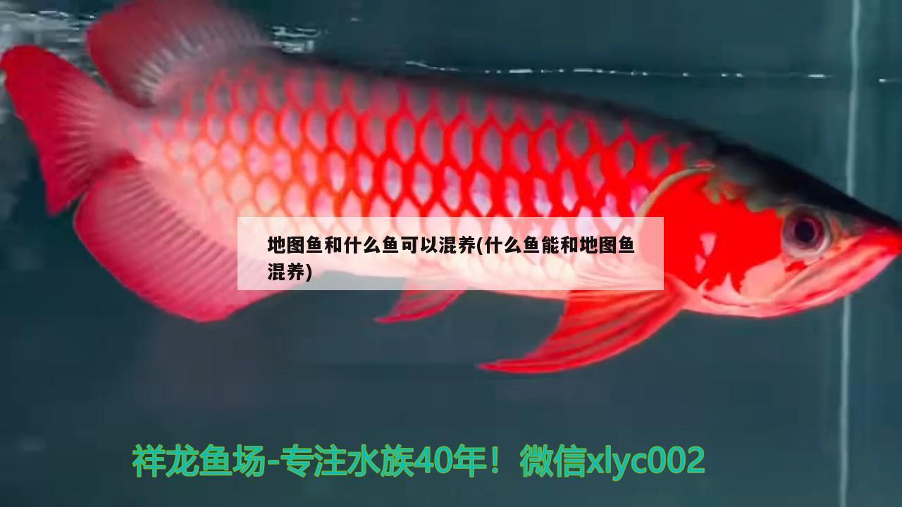 地圖魚和什么魚可以混養(yǎng)(什么魚能和地圖魚混養(yǎng)) 元寶鳳凰魚