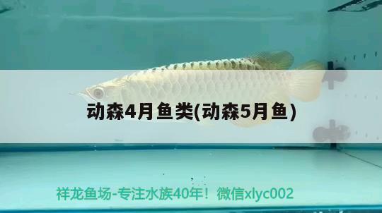 動(dòng)森4月魚(yú)類(lèi)(動(dòng)森5月魚(yú)) 名貴錦鯉魚(yú)