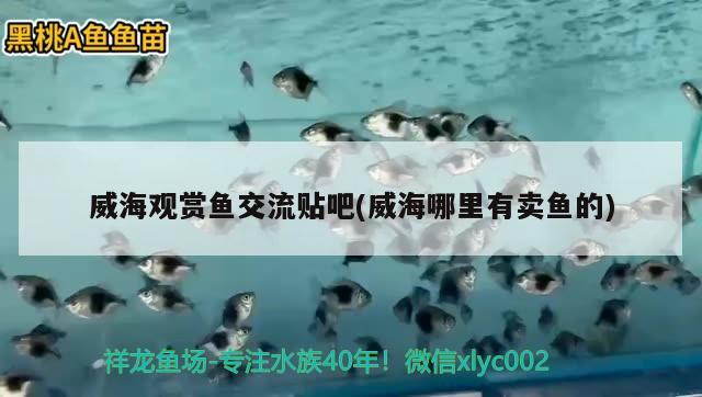 威海觀賞魚交流貼吧(威海哪里有賣魚的)